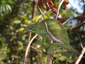 Horned chameleon