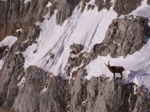 Mountain goat in winter