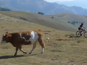 Mountain biking among the cows