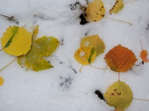 Leaves on first snow