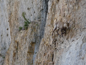 Chamois on cliff