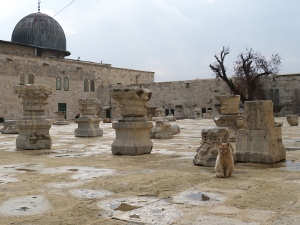 Cat in front of the Al Aqsa mosque at Temple mount