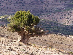 Old juniper tree, Taghia