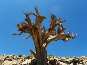 Old juniper tree, Taghia