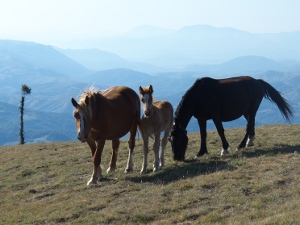 Semi-wild horses on Mt Boragine