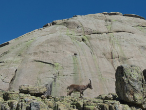 Mountain goats below the large granite dome of the Yelmo, La Pedriza