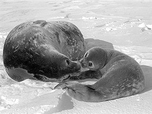 Mother seal giving a kiss to its pup