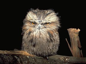 Funny Tawney Frogmouth bird that didn't like being woken up