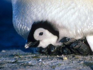 Emperor penguin chicks keeping warm under its parent