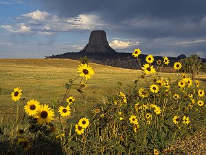 Sunflowers in the Black Hills, facing Devil's Tower