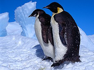 An immature emperor penguin with an adult