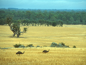 Emus grazing in the outback