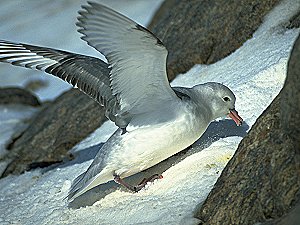 An antarctic Fulmar cleaning its nest upon arrival in spring