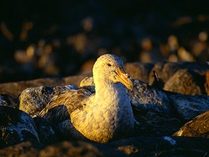 Giant Petrel on its nest