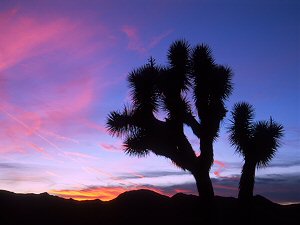 Sunset over Joshua Tree