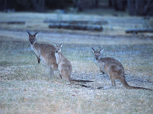Kangaroos family gathering in the evening