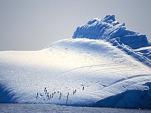 Adelie penguins resting on an iceberg