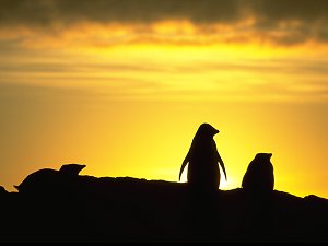 Adelie penguin in the midnight sun