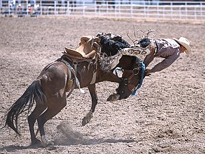 Get off the horse at the Cheyenne rodeo