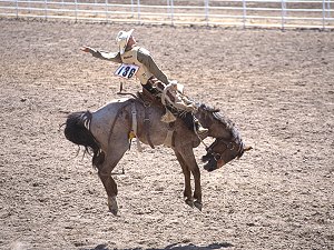 Stay on the horse at the Cheyenne rodeo