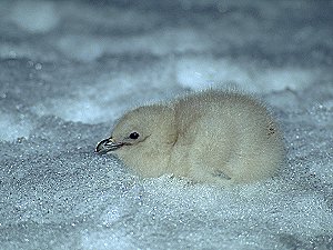 A tiny Skua chick, wandering out of its nest