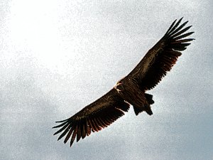 A vulture coming for a closer look