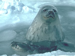 Couple of Weddell seals in their ice hole