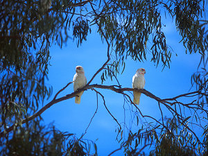 Corella cockatoos on eucalyptus branch
