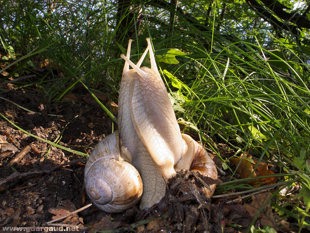 [20070610-082000_SnailPorn.jpg]
Kissing snails.