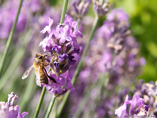 [20070624_114546_LavenderButterfly.jpg]
Bee preparing lavender honey.
