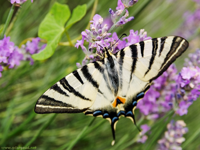 [20070624_144242_LavenderButterfly.jpg]
A different butterfly.