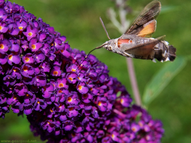 [20070624_145143_ButterflyTree.jpg]
Hawk-moth hovering above its lunch.