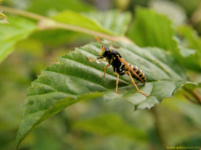 [20070624_173523_DrunkWasp.jpg]
The same wasp, after trying to fly away and landing drunk and confused on a nearby leaf, and trying to finish the last drop of sap.