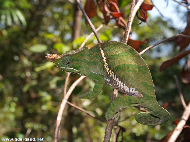 [20081023_100540_Cameleon.jpg]
Horned chameleon on a branch, Madagascar.