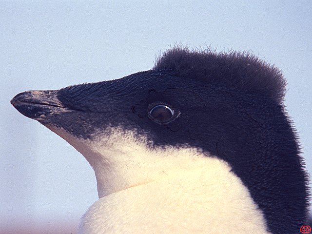 [AdelieImmature.jpg]
Immature Adelie penguin still with some down feathers, Antarctica.