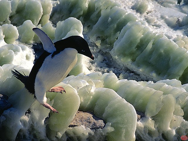 [GreenIce.jpg]
An adelie penguin precariously balanced on ice filled with the wastes of generations of its friends.
