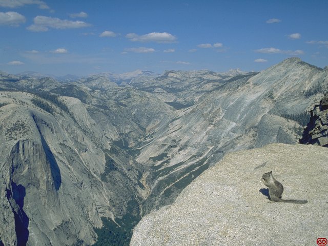 [HalfDomeSquirel.jpg]
Grey squirrel on the summit of Half Dome, Yosemite.