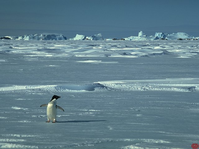 [LonePenguin.jpg]
One of the earliest Adelie penguins to arrive in spring, while there is still sea-ice. The first ones gather all the pebbles they can find to build their nests. They can end up with a pile 50cm high ! Those who come later just steal from their pile, usually while the owner is fighting another thieve on the other side. Sound effect: adult adelie penguin.