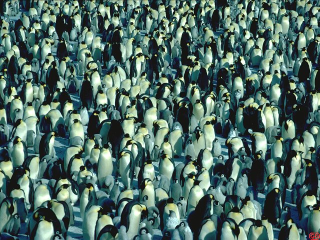 [ManyEmperors.jpg]
When the temperature is high, the penguins spread over the ice but always remain near each other. There are about 3000 breeding pairs in DdU's rookery, most of them with a chick. They are noisy and smelly !. Sound effect: male emperor penguin.