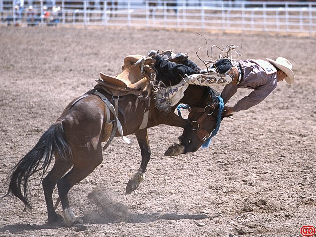 [RodeoGetOff.jpg]
Cowboy about to receive a headache during a Wyoming rodeo.