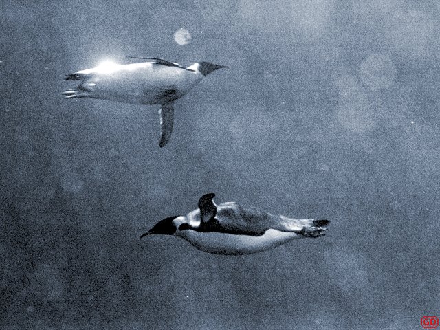 [WaterPenguins.jpg]
Underwater photography results in 'everything blue' syndromes. Either you use special color film that are hard to find, or you take macro-photography with the flash so the distance doesn't have the time to act or you use B&W. Here two emperor penguins in the frigid waters of Antarctica. (Colorized image).