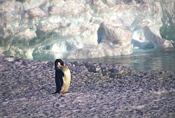 Adelie005 - Adelie penguin on sea ice