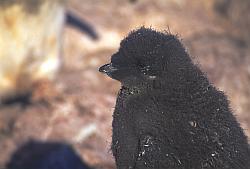 Adelie006 - Adelie penguin chick