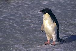 Adelie008 - Adelie penguin