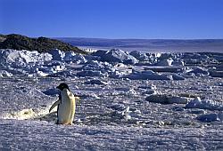 Adelie016 - Adelie penguin on sea ice