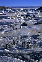 Adelie025 - Adelie penguins on sea ice
