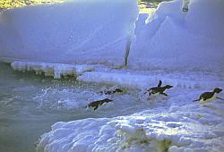 Adelie026 - Adelie penguins jumping out of the water