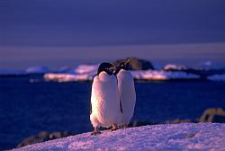 Adelie043 - Adelie penguins in the sunset