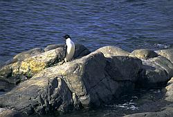Adelie045 - Adelie penguin near seashore