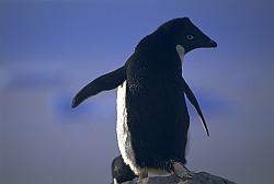 Adelie051 - Adelie penguin
